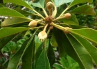 <i>Manilkara zapota</i> (L.) P.Royen [Sapotaceae]