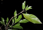 <i>Styrax glabratus</i> Schott [Styracaceae]