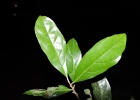 <i>Styrax glabratus</i> Schott [Styracaceae]