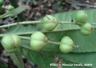 <i>Pausandra morisiana</i> (Casar.) Radlk. [Euphorbiaceae]