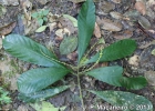 <i>Pausandra morisiana</i> (Casar.) Radlk. [Euphorbiaceae]