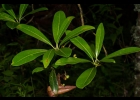 <i>Drimys brasiliensis</i> Miers [Winteraceae]