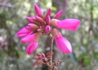 <i>Dahlstedtia pinnata</i> (Benth.) Malme [Fabaceae]