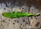 <i>Echinodorus uruguayensis</i> Arechav. [Alismataceae]