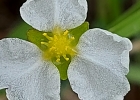 <i>Helanthium tenellum</i> (Martius) Britton [Alismataceae]