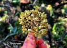 <i>Didymopanax angustissimus</i> Marchal [Araliaceae]