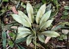 <i>Didymopanax angustissimus</i> Marchal [Araliaceae]