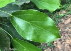 <i>Oreopanax capitatus</i> (Jacq.) Decne. & Planch. [Araliaceae]