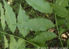 <i>Dahlstedtia pinnata</i> (Benth.) Malme [Fabaceae]