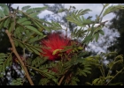 <i>Calliandra tweedii</i> Benth. [Fabaceae]