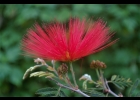 <i>Calliandra tweedii</i> Benth. [Fabaceae]