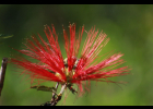<i>Calliandra tweedii</i> Benth. [Fabaceae]