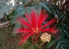 <i>Calliandra tweedii</i> Benth. [Fabaceae]