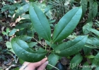 <i>Myrcia flagellaris</i> (D.Legrand) Sobral [Myrtaceae]