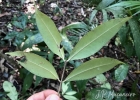 <i>Myrcia flagellaris</i> (D.Legrand) Sobral [Myrtaceae]