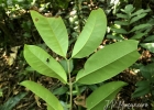 <i>Myrceugenia reitzii</i> D.Legrand [Myrtaceae]