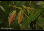 <i>Sebastiania argutidens</i> Pax & K.Hoffm. [Euphorbiaceae]