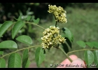 <i>Dalbergia frutescens</i> (Vell.) Britton [Fabaceae]