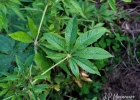 <i>Tarenaya hassleriana</i> (Chodat) Iltis [Capparaceae]