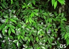 <i>Stillingia oppositifolia</i> Baill. ex Müll.Arg. [Euphorbiaceae]