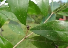 <i>Stillingia oppositifolia</i> Baill. ex Müll.Arg. [Euphorbiaceae]