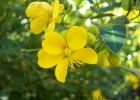 <i>Senna corymbosa</i> (Lam.) H.S.Irwin & Barneby [Fabaceae]
