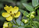 <i>Senna corymbosa</i> (Lam.) H.S.Irwin & Barneby [Fabaceae]