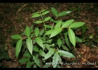<i>Senna araucarietorum</i> H.S.Irwin & Barneby [Fabaceae]