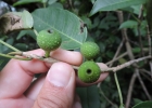 <i>Ficus arpazusa</i> Casar. [Moraceae]