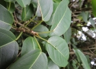 <i>Ficus arpazusa</i> Casar. [Moraceae]