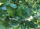 <i>Ficus pumila</i> L. [Moraceae]