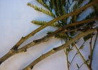 <i>Albizia niopoides</i> (Spruce ex Benth.) Burkart [Fabaceae]