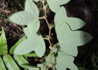<i>Passiflora vellozii</i> Gardner [Passifloraceae]