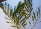 <i>Albizia niopoides</i> (Spruce ex Benth.) Burkart [Fabaceae]