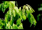 <i>Dalbergia frutescens</i> (Vell.) Britton [Fabaceae]