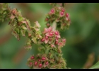 <i>Rumex obtusifolius</i> L. [Polygonaceae]