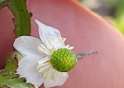 <i>Ranunculus apiifolius</i> Pers. [Ranunculaceae]