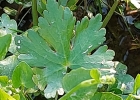 <i>Ranunculus apiifolius</i> Pers. [Ranunculaceae]