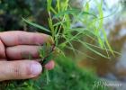 <i>Salix humboldtiana</i> Willd. [Salicaceae]
