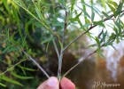 <i>Salix humboldtiana</i> Willd. [Salicaceae]