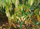 <i>Inga marginata</i> Willd. [Fabaceae]
