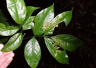 <i>Dahlstedtia pentaphylla</i> (Taub.) Burkart [Fabaceae]