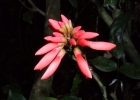 <i>Dahlstedtia pentaphylla</i> (Taub.) Burkart [Fabaceae]