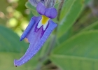 <i>Pombalia bicolor</i> (A.St-Hil.) Paula-Souza [Violaceae]