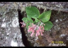 <i>Sinningia ramboi</i> G.E.Ferreira, Waechter & Chautems [Gesneriaceae]