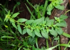 <i>Pombalia parviflora</i> (Mutis ex L.f.) Paula-Souza [Violaceae]