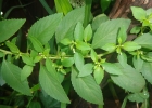 <i>Pombalia parviflora</i> (Mutis ex L.f.) Paula-Souza [Violaceae]