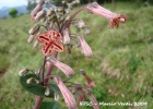 <i>Sinningia nivalis</i> Chautems [Gesneriaceae]