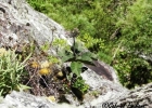 <i>Sinningia nivalis</i> Chautems [Gesneriaceae]