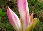 <i>Amaryllis belladonna</i> L. [Amaryllidaceae]